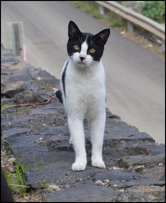 Black and white cat on brick wall